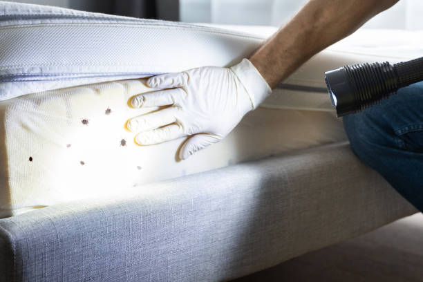 Best Flea Control Services  in Shorewood, WI