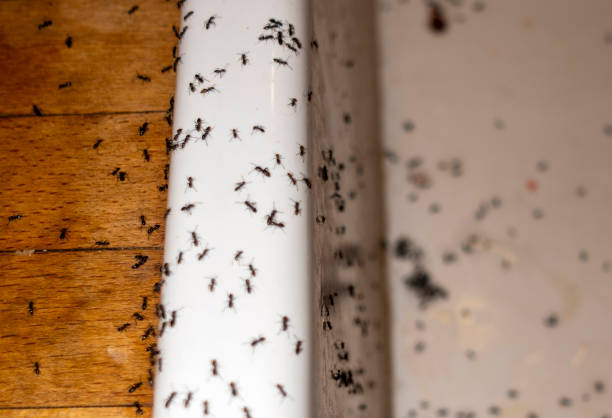 Best Bed Bug Extermination  in Shorewood, WI
